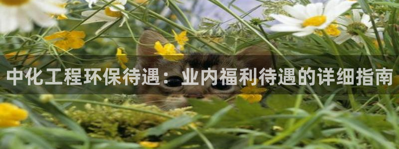 亿万先生mr014：中化工程环保待遇：业内福利待遇的详细指南